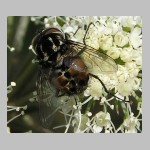 Graphomya maculata - Echte Fliege m01.jpg